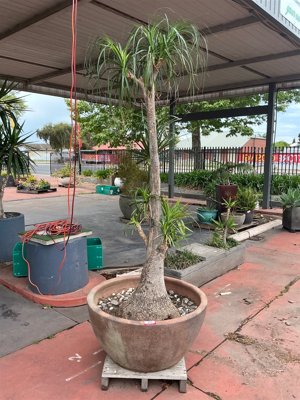 Mature Ponytail Palm in Large Brown Bowl Pot, 900mm Diameter