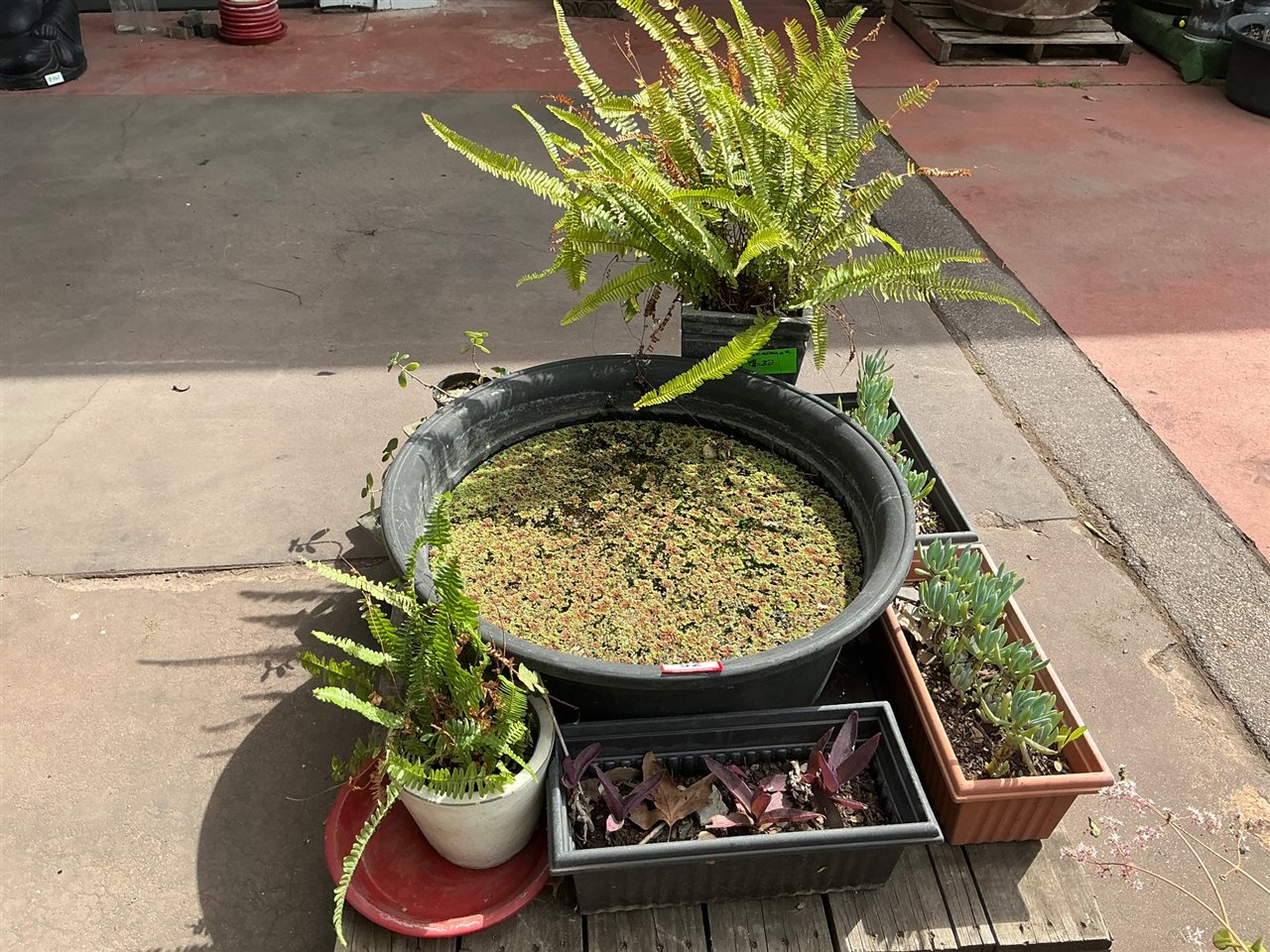Pallet of Pond Tub, Ferns, Succulents and Assorted Potted Plants