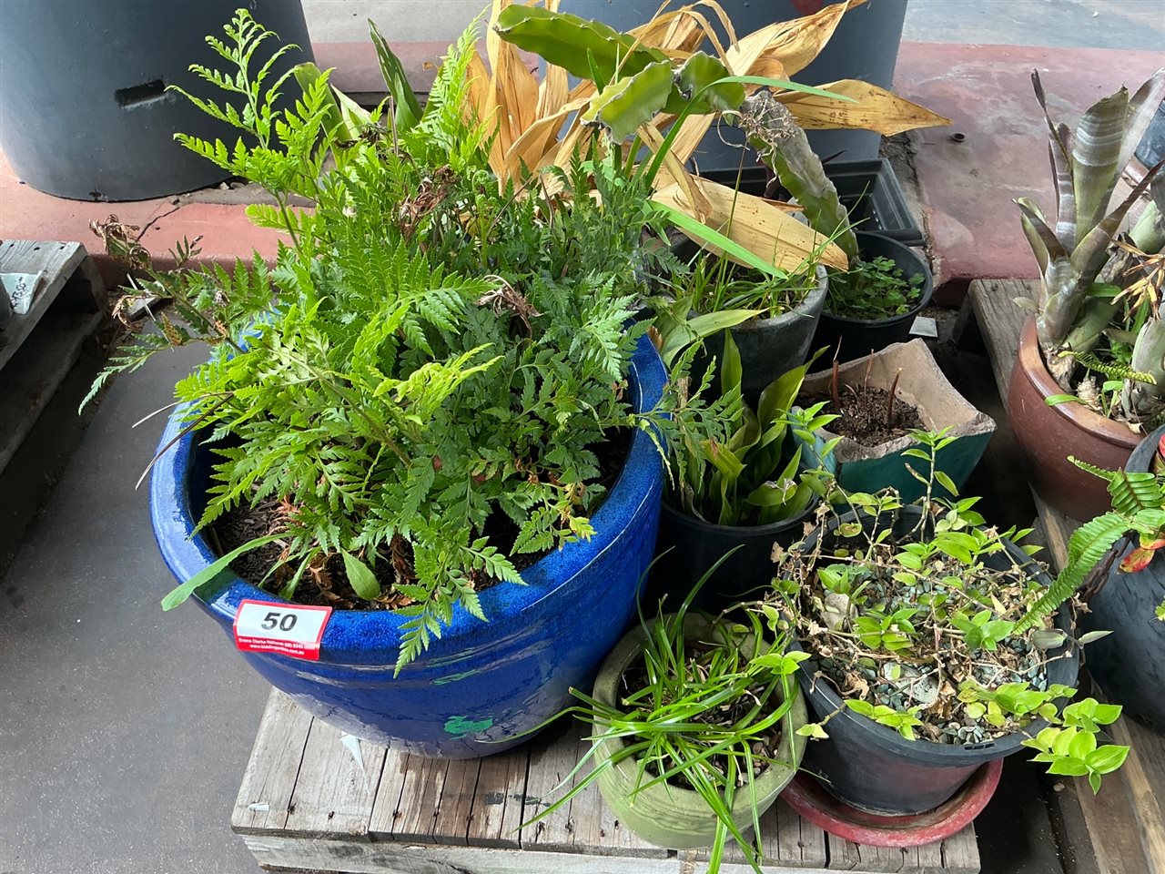 Pallet of Large Cobalt Blue Glazed Pot with Ferns and Approx 6 Smaller Pots