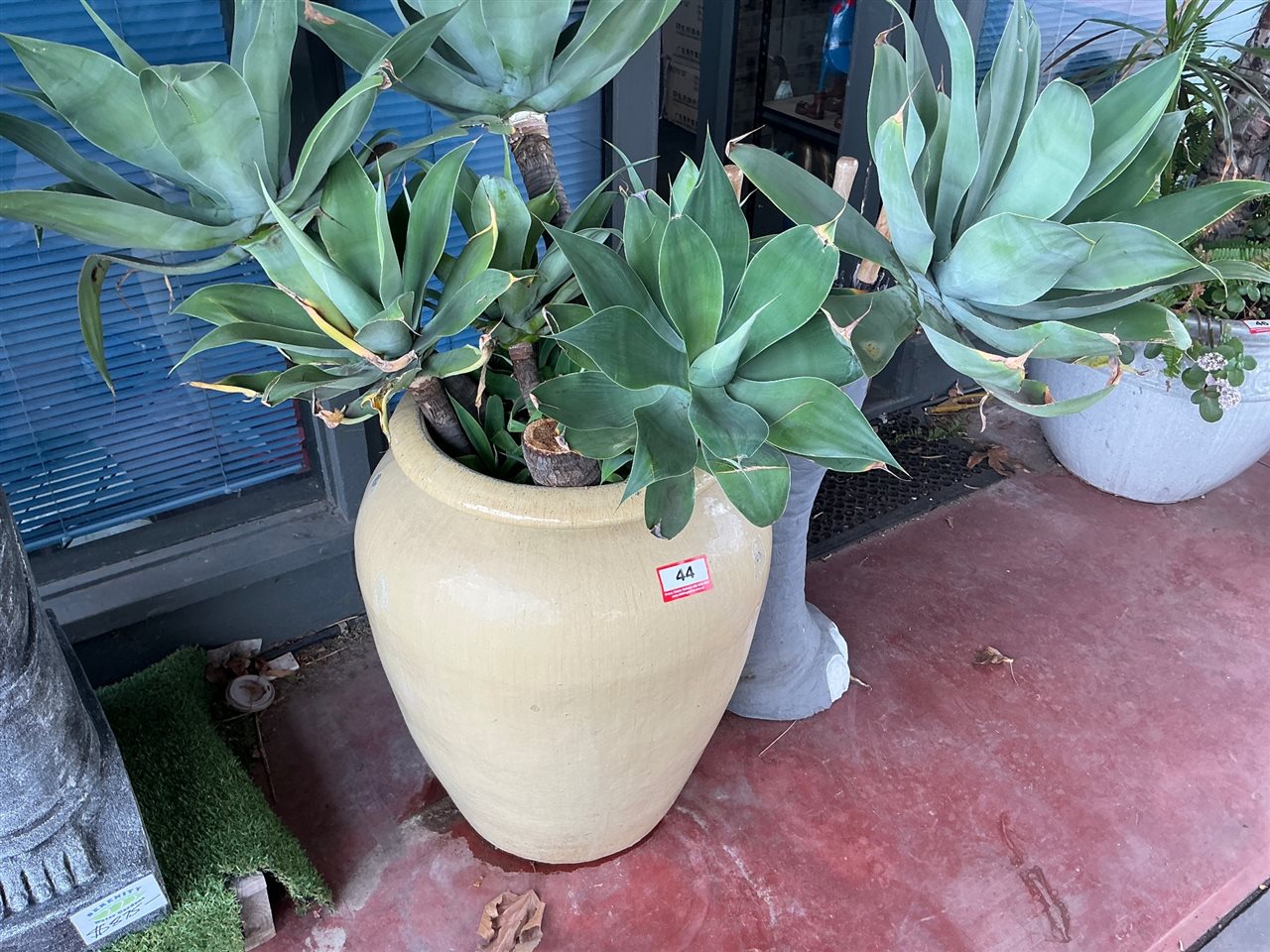 Tall Cream Glazed Urn Pot with Agave Plants
