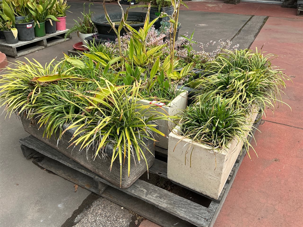 Pallet of Approx 3 Planter Boxes with Grasses