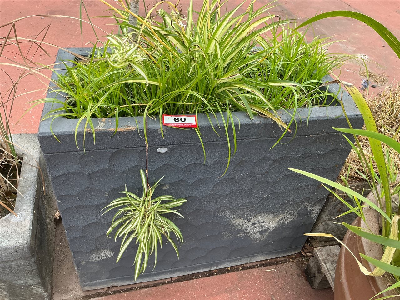 Rectangular Tapered Charcoal Planter with Spider Plants and Grasses