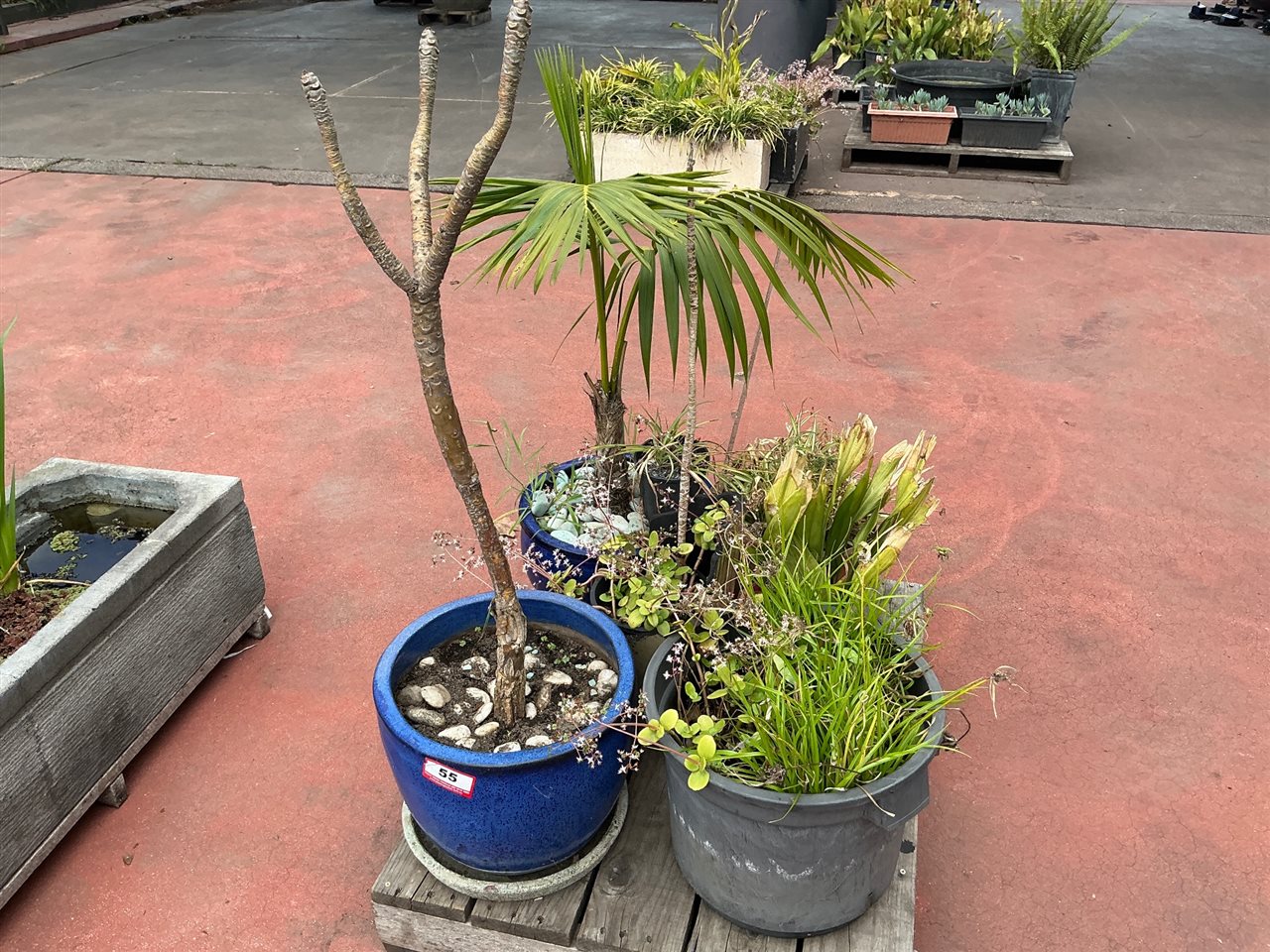 Pallet of Approx 6 Planted Pots incl 2 Cobalt Blue Glazed