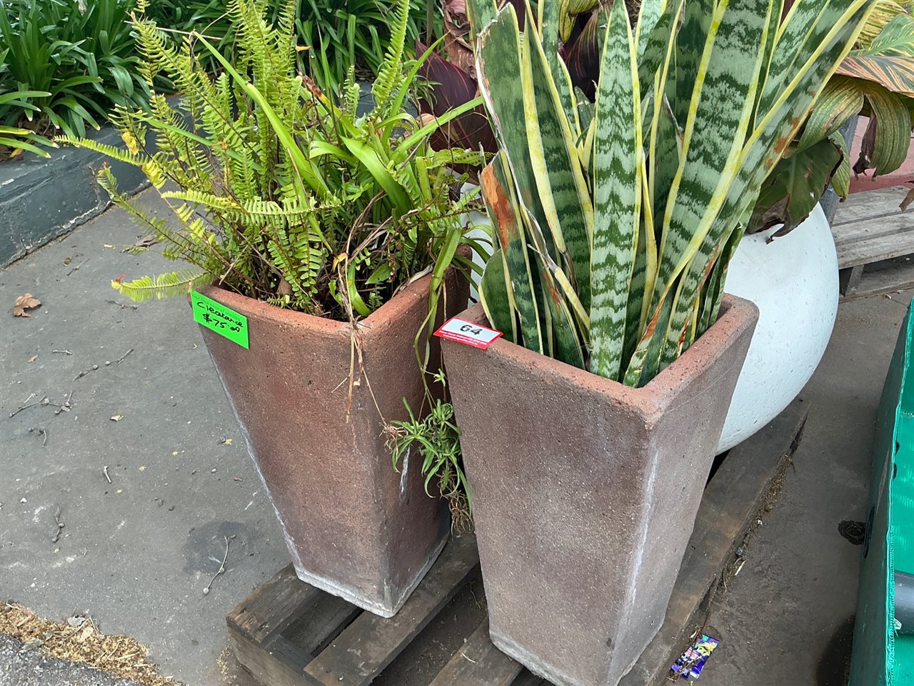 2 Tall Tapered Square Brown Planters with Fern and Snake Plant