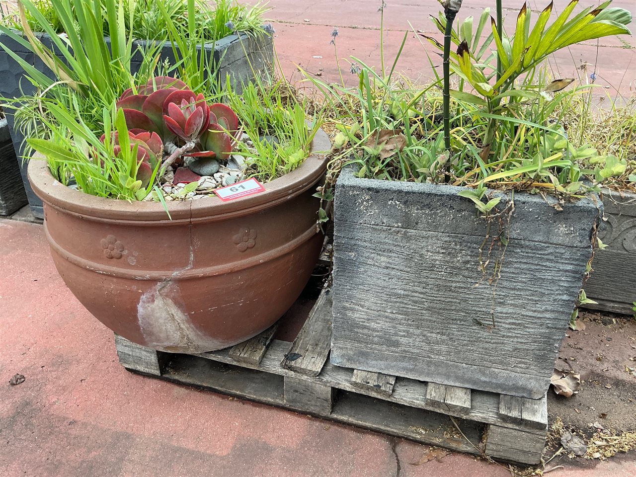 Brown Embossed Bowl Pot and Grooved Grey Square Planter, Planted Plants