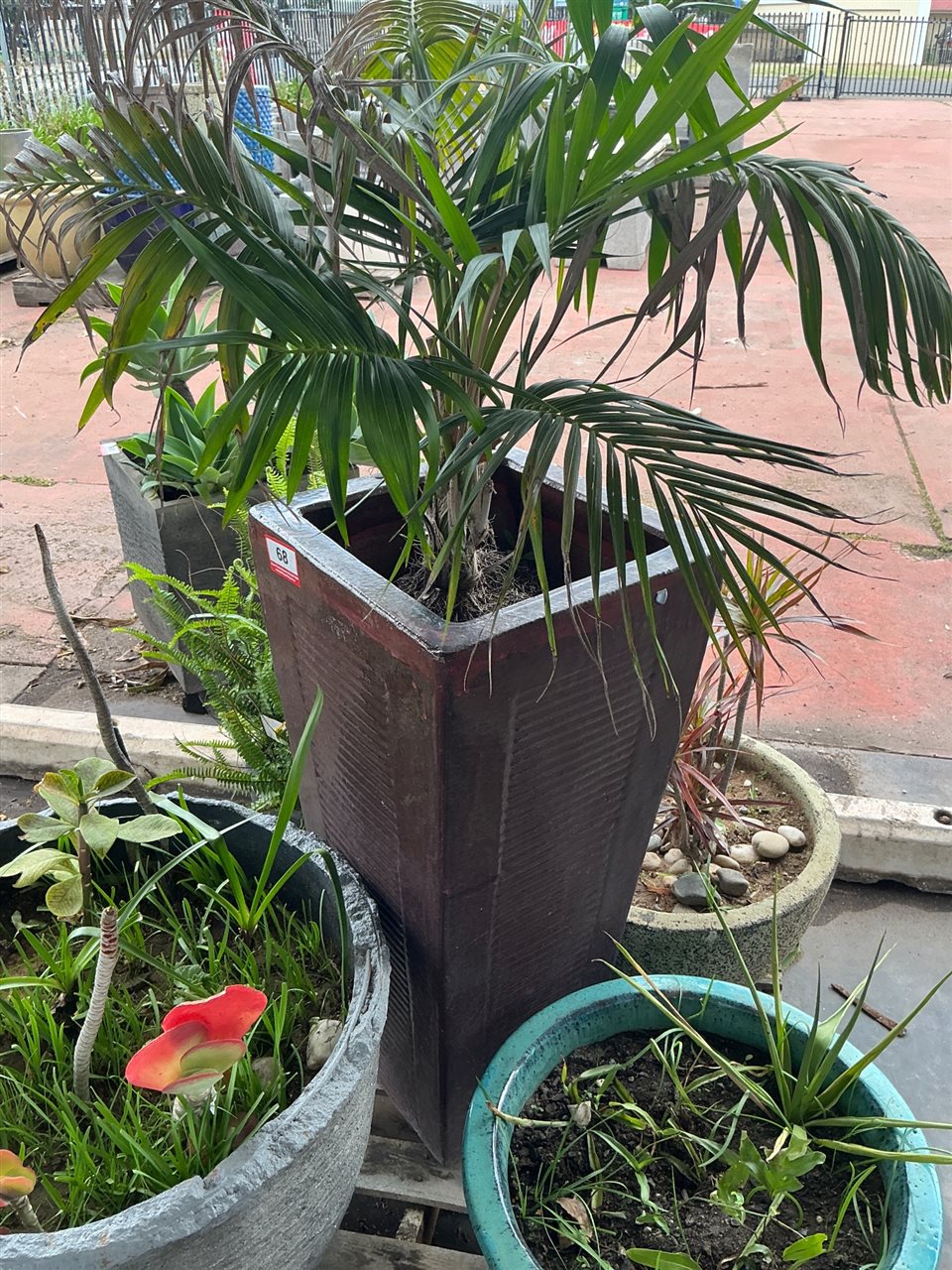 Tall Tapered Square Glazed Pot with Palm, 920mm x 400mm