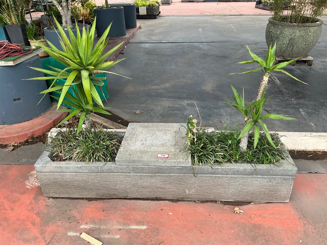 Long Grooved Grey Trough Planter with Yuccas, 1760mm Long x 450mm Wide Approx