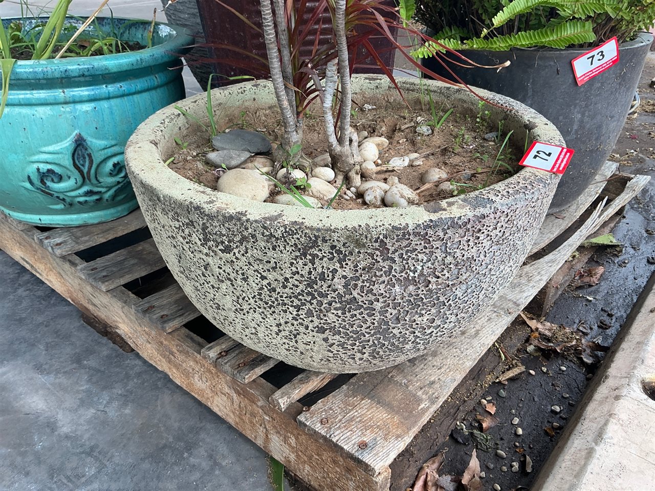 Low Speckled Bowl Pot, Planted, 500mm Diameter x 300mm High