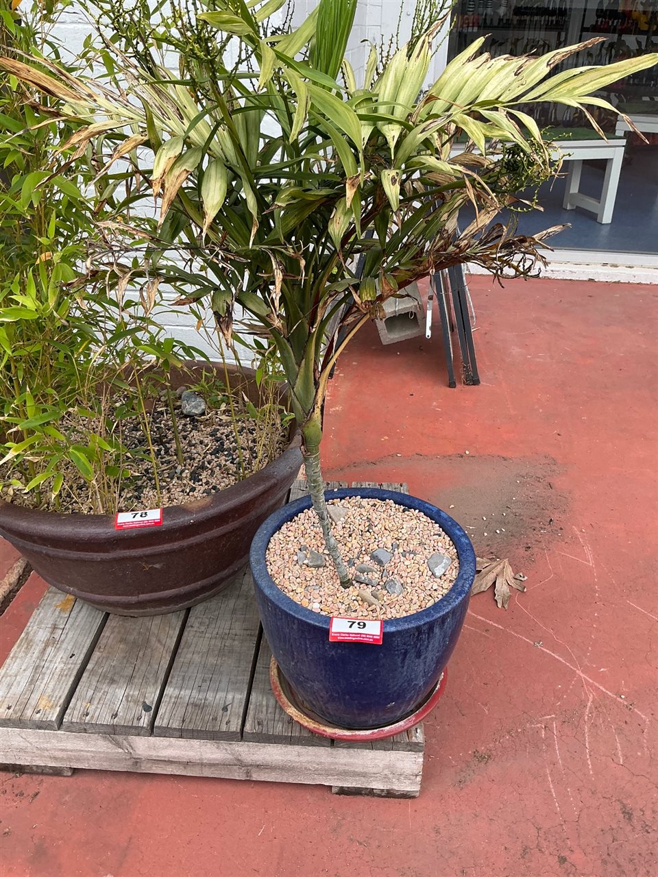 Cobalt Blue Glazed Pot with Palm and Red Saucer