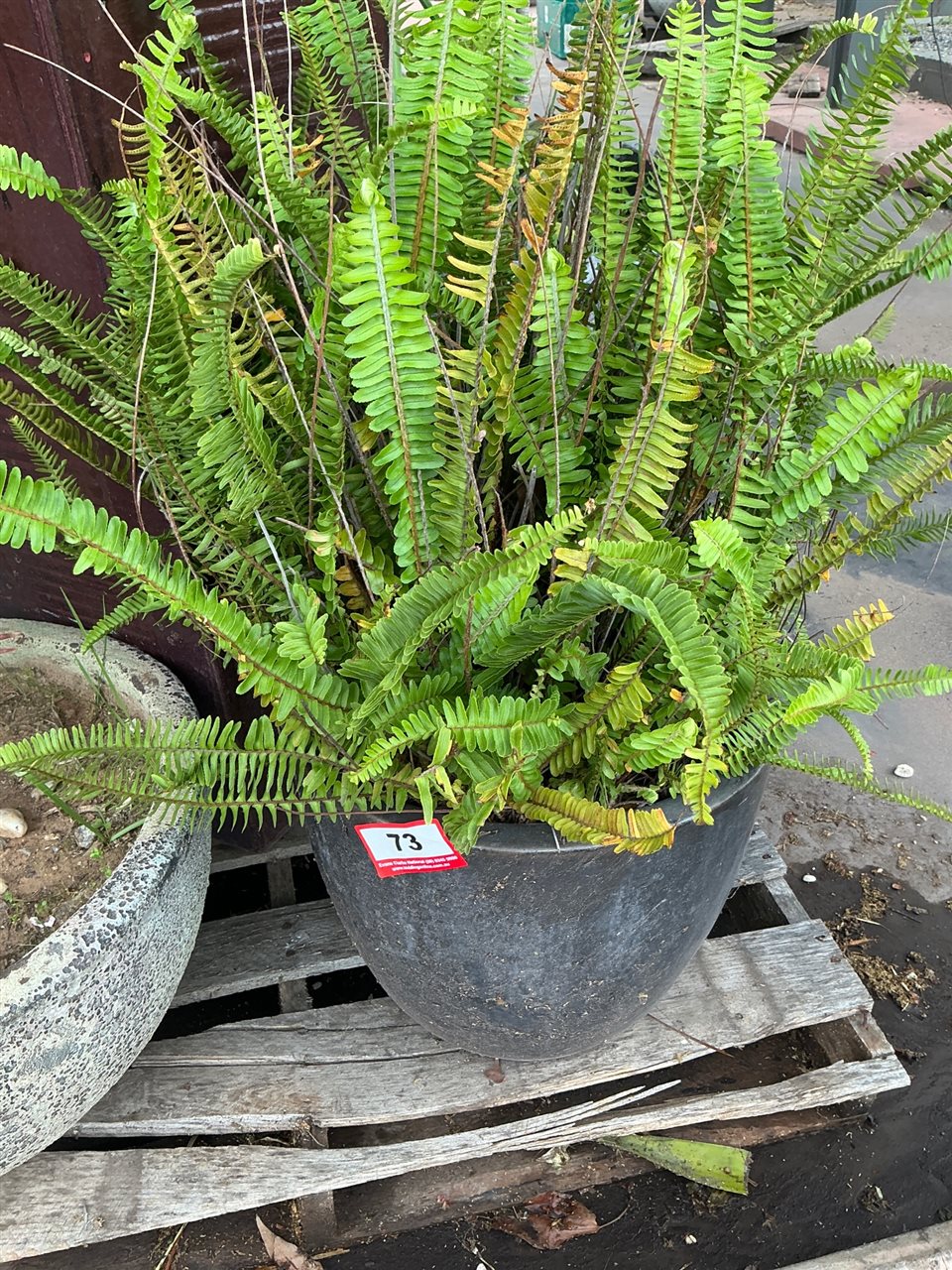 Charcoal Round Pot with Large Fern, 300mm Diameter x 330mm High