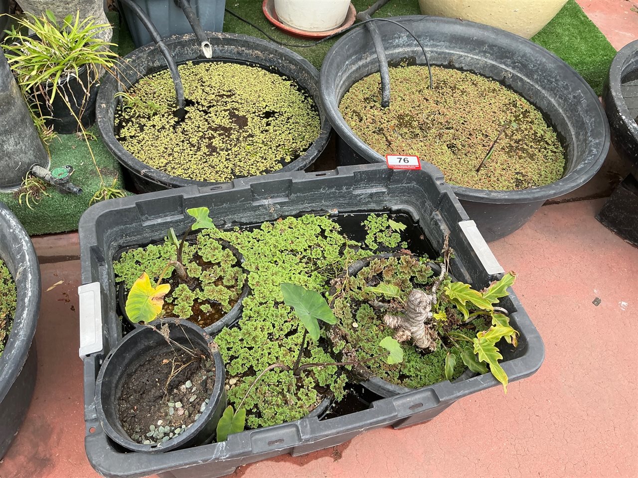Black Plastic Storage Tub and 2 Large Round Black Tubs with Aquatic Plants