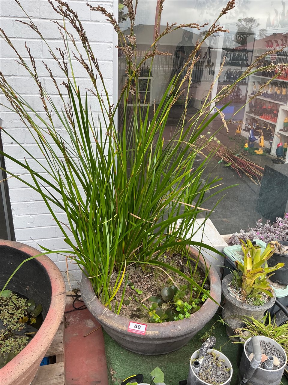 Large Grey Banded Bowl Pot with Reeds and Aquatic Plants