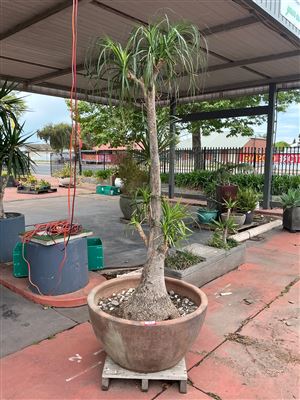 Mature Ponytail Palm in Large Brown Bowl Pot, 900mm Diameter Thumbnail
