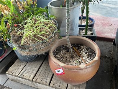 Pallet of Approx 6 Assorted Planted Pots and Hanging Basket Thumbnail