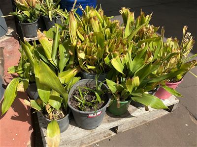 Pallet of Approx 12 Potted Broad-Leaf Plants Thumbnail