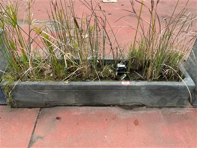 Long Low Grey Trough Planter with Grasses Thumbnail