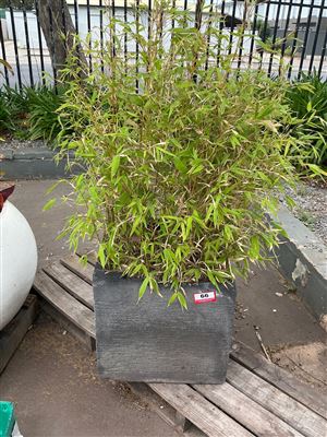 Square Grooved Charcoal Planter with Bamboo Thumbnail