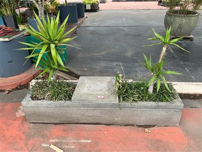 Long Grooved Grey Trough Planter with Yuccas, 1760mm Long x 450mm Wide Approx Thumbnail