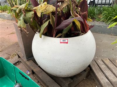 Large White Globe Pot Planted with Cannas Thumbnail