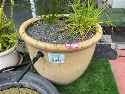 Cream Glazed Pot Bog Filter, Planted with Grasses Thumbnail