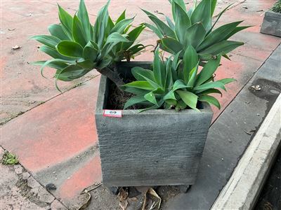Square Grooved Grey Planter with Agave, 500 x 500 x 580mm Thumbnail