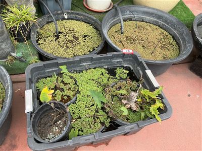 Black Plastic Storage Tub and 2 Large Round Black Tubs with Aquatic Plants Thumbnail