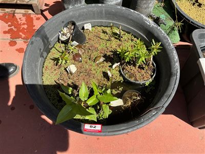 Large Round Black Plastic Tub Pond with Aquatic Plants Thumbnail