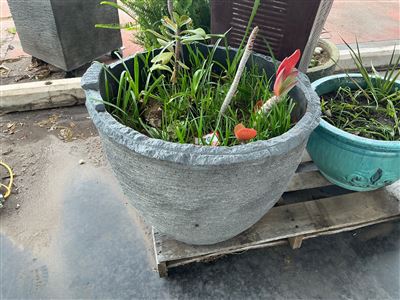 Round Grey Textured Pot, Planted, 660mm Diameter x 520mm High Thumbnail